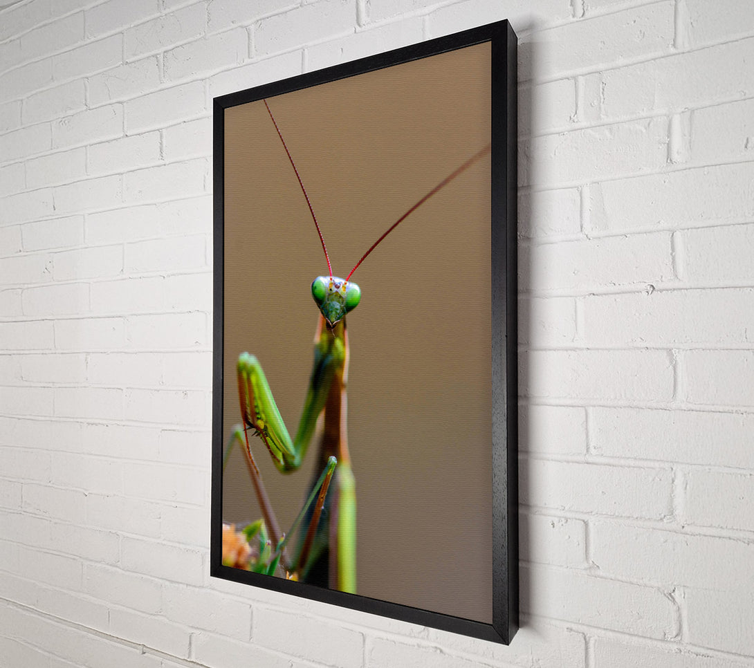  A Canvas Print of Green Mantis Stare Canvas Wall Art