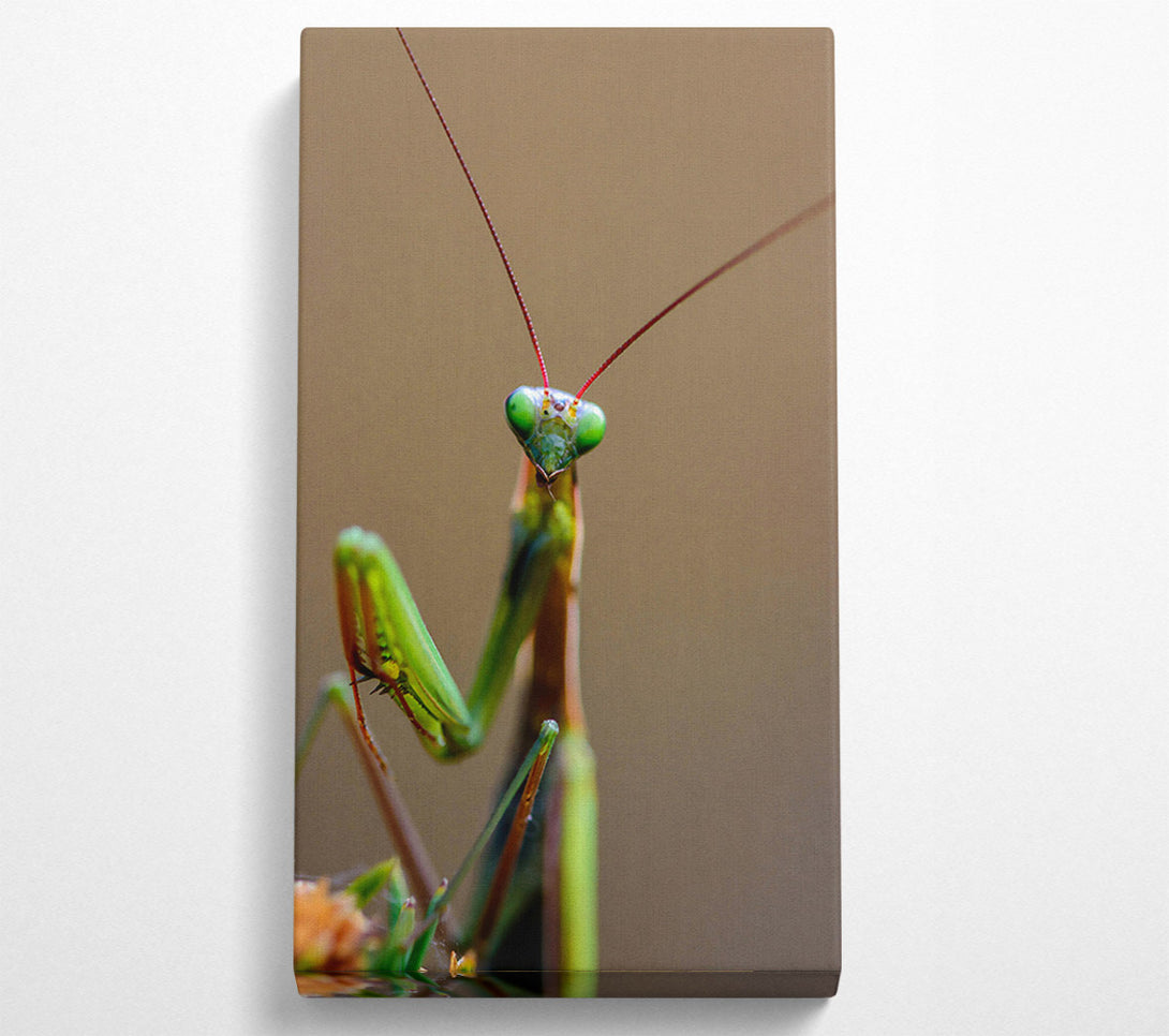  A Canvas Print of Green Mantis Stare Canvas Wall Art