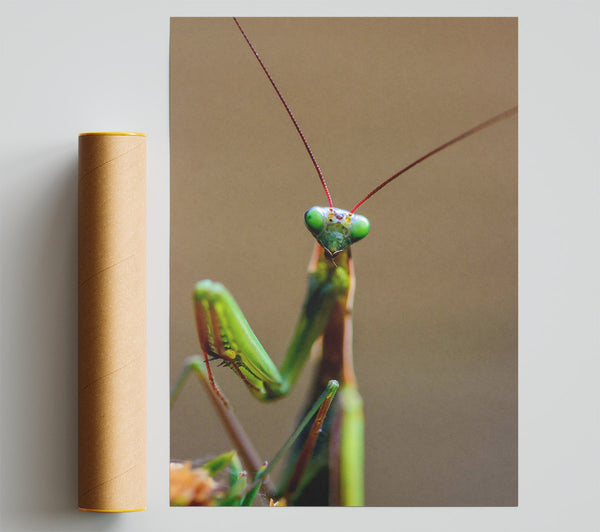 Green Mantis Stare Poster