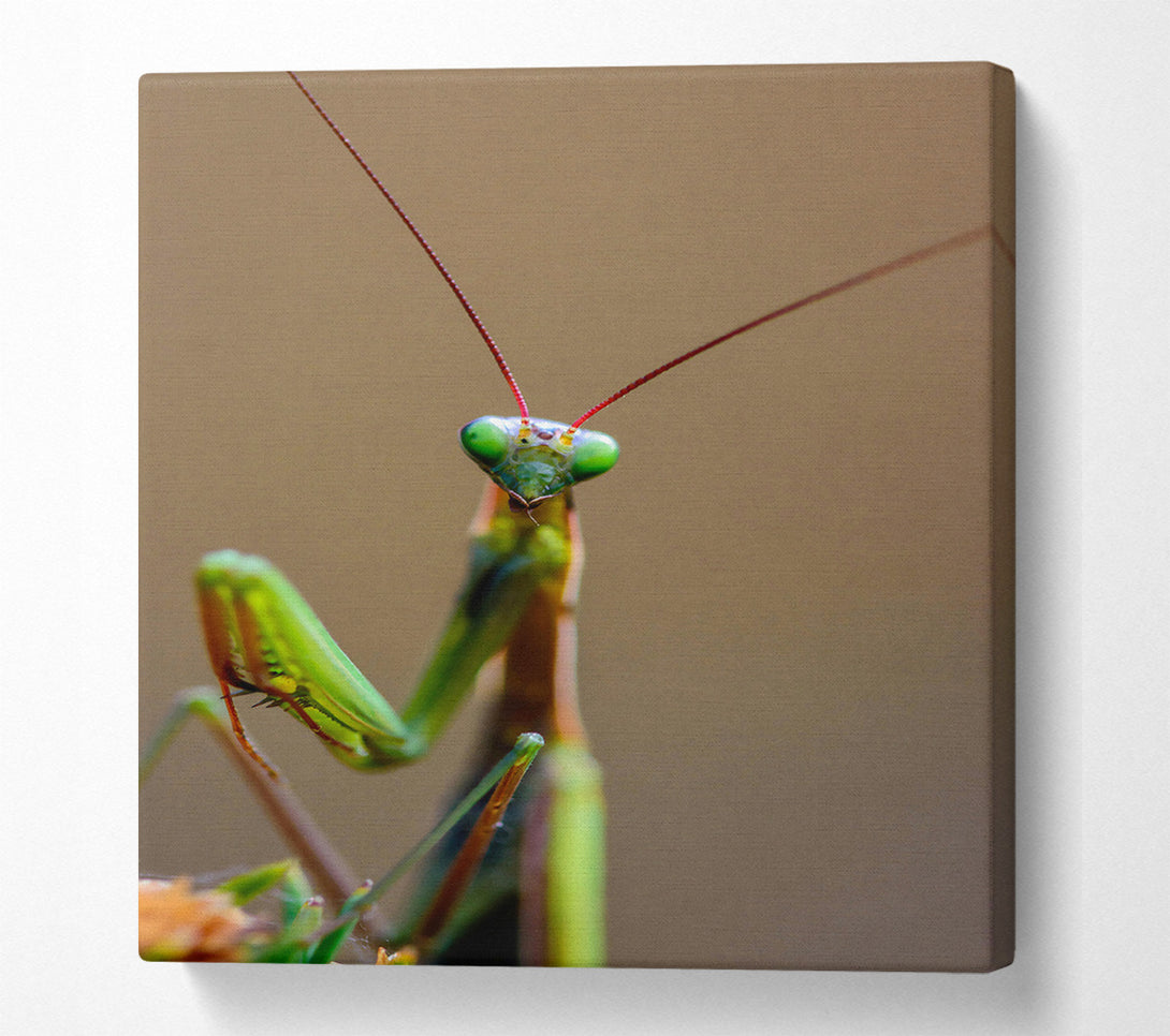  A Canvas Print of Green Mantis Stare Canvas Wall Art