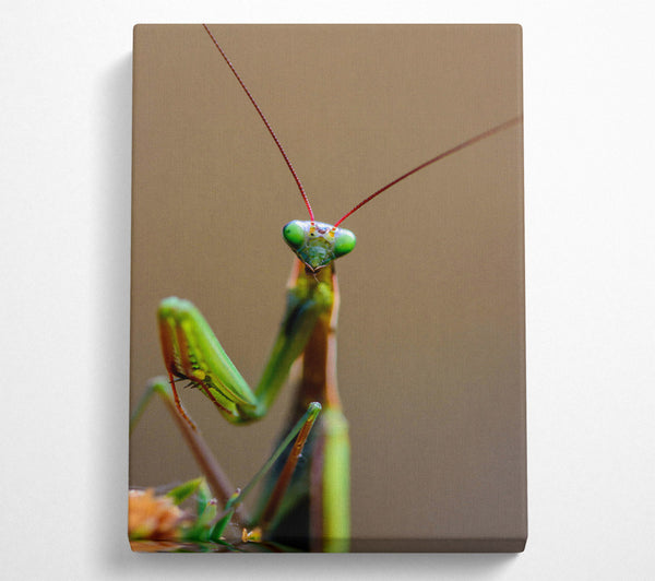 A Canvas Print of Green Mantis Stare Canvas Wall Art