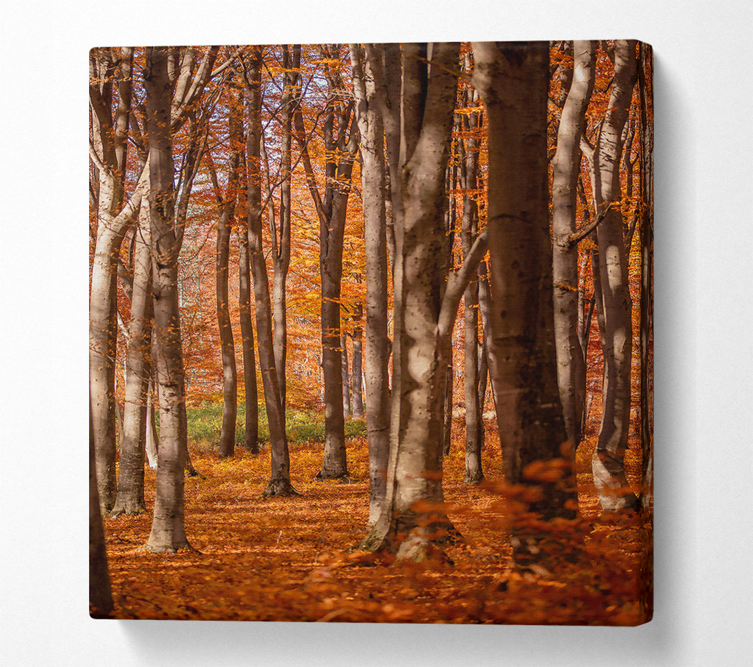  A Canvas Print of Golden Forest Columns Canvas Print