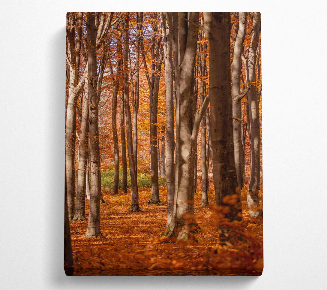  A Canvas Print of Golden Forest Columns Canvas Print