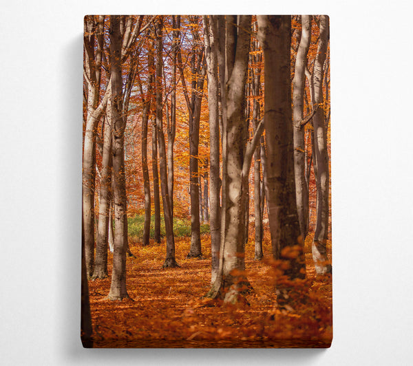  A Canvas Print of Golden Forest Columns Canvas Print