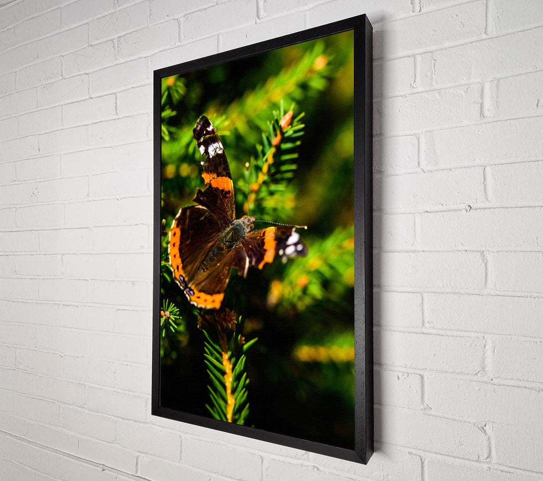  A Canvas Print of Orange Winged Resting Canvas Print