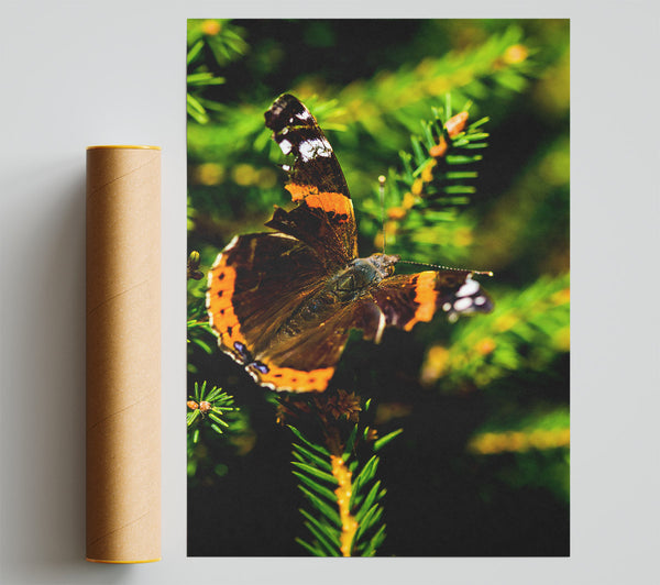 Orange Winged Resting Giclee Print