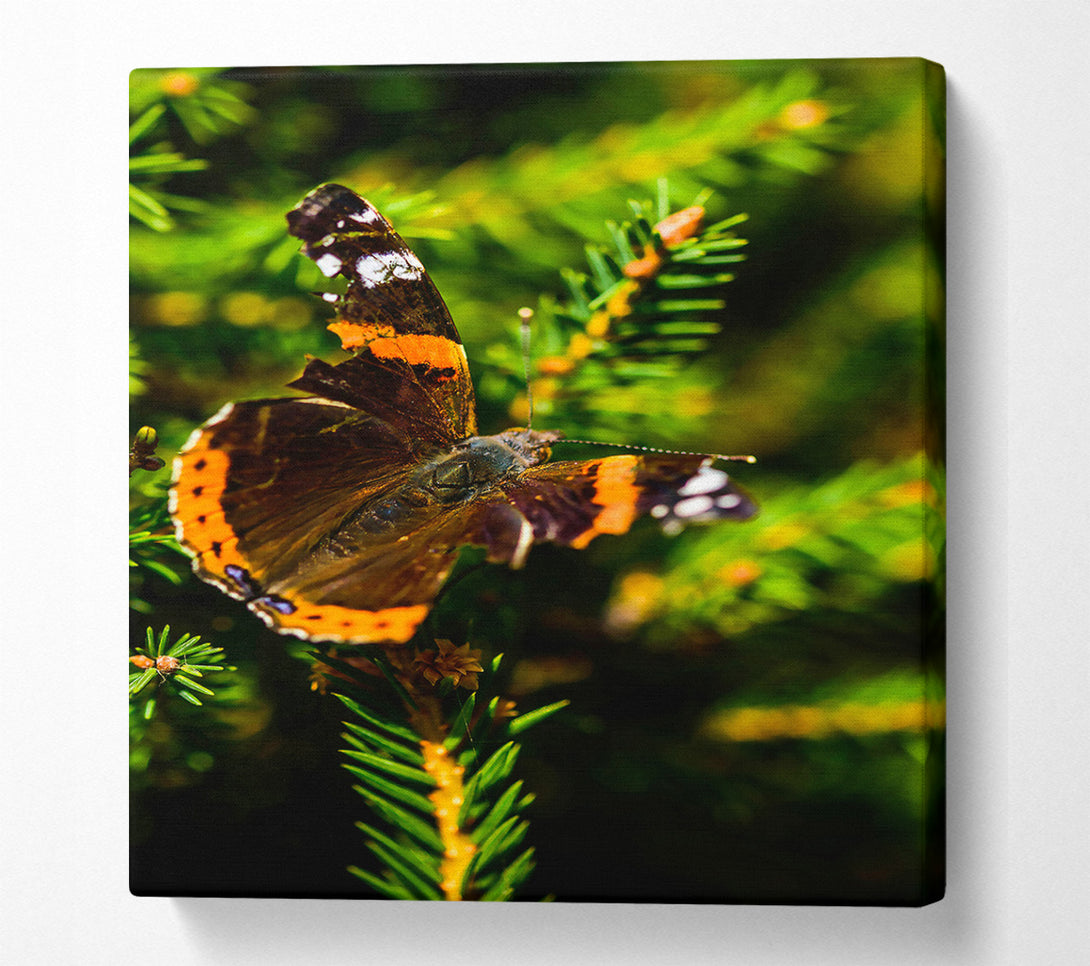  A Canvas Print of Orange Winged Resting Canvas Print
