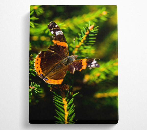  A Canvas Print of Orange Winged Resting Canvas Print