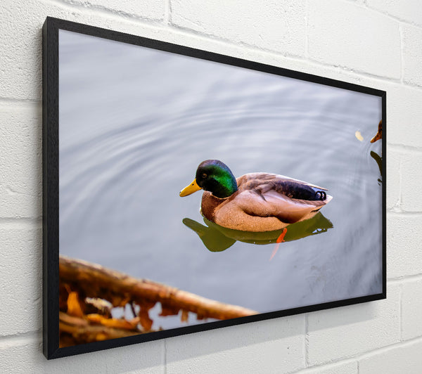 Green Duck In Water