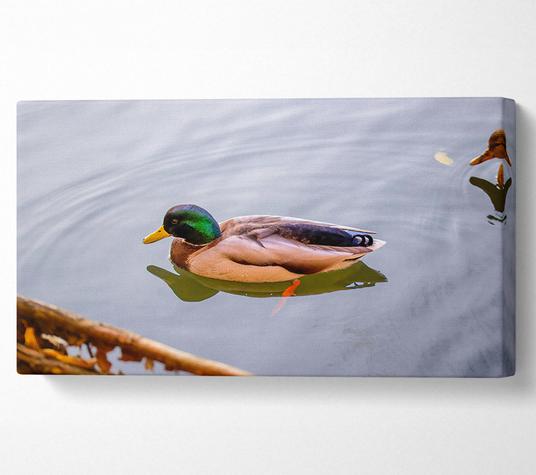  A Canvas Print of Green Duck In Water Canvas Art