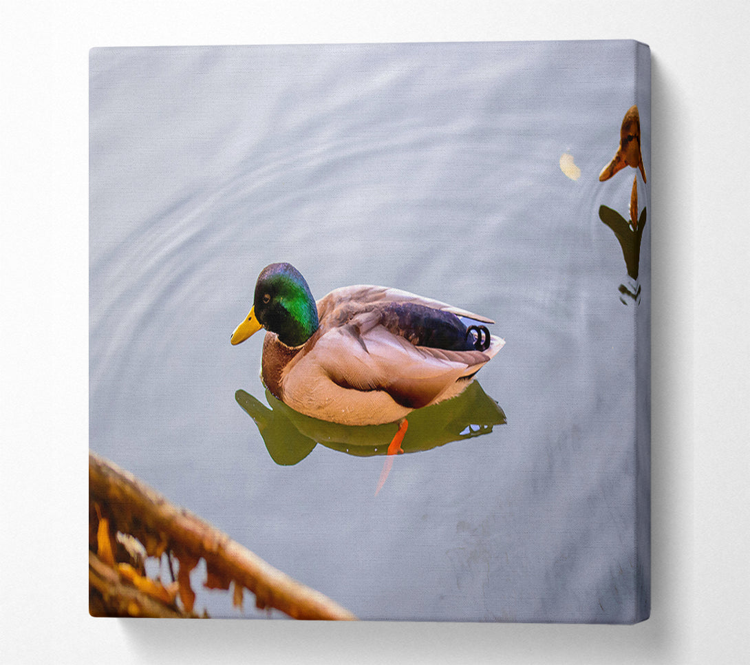 A Canvas Print of Green Duck In Water Canvas Art