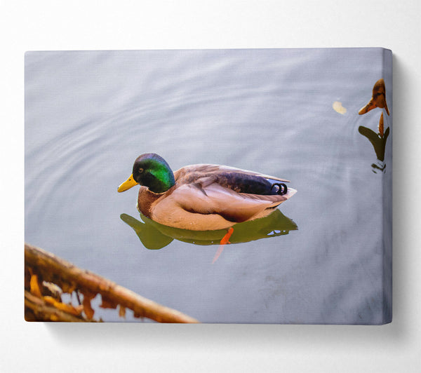  A Canvas Print of Green Duck In Water Canvas Art