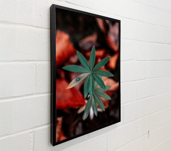 Green Leaf In Red Light