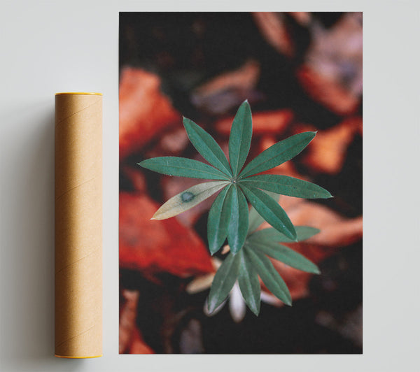 Green Leaf In Red Light Giclee Print