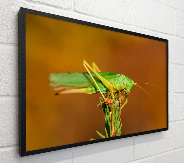 Green Grasshopper On Branch
