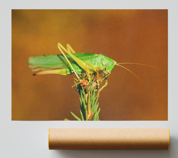 Green Grasshopper On Branch Poster