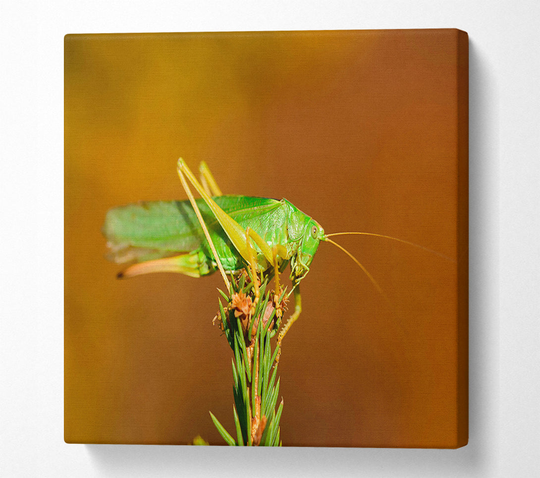  A Canvas Print of Green Grasshopper On Branch Canvas Art