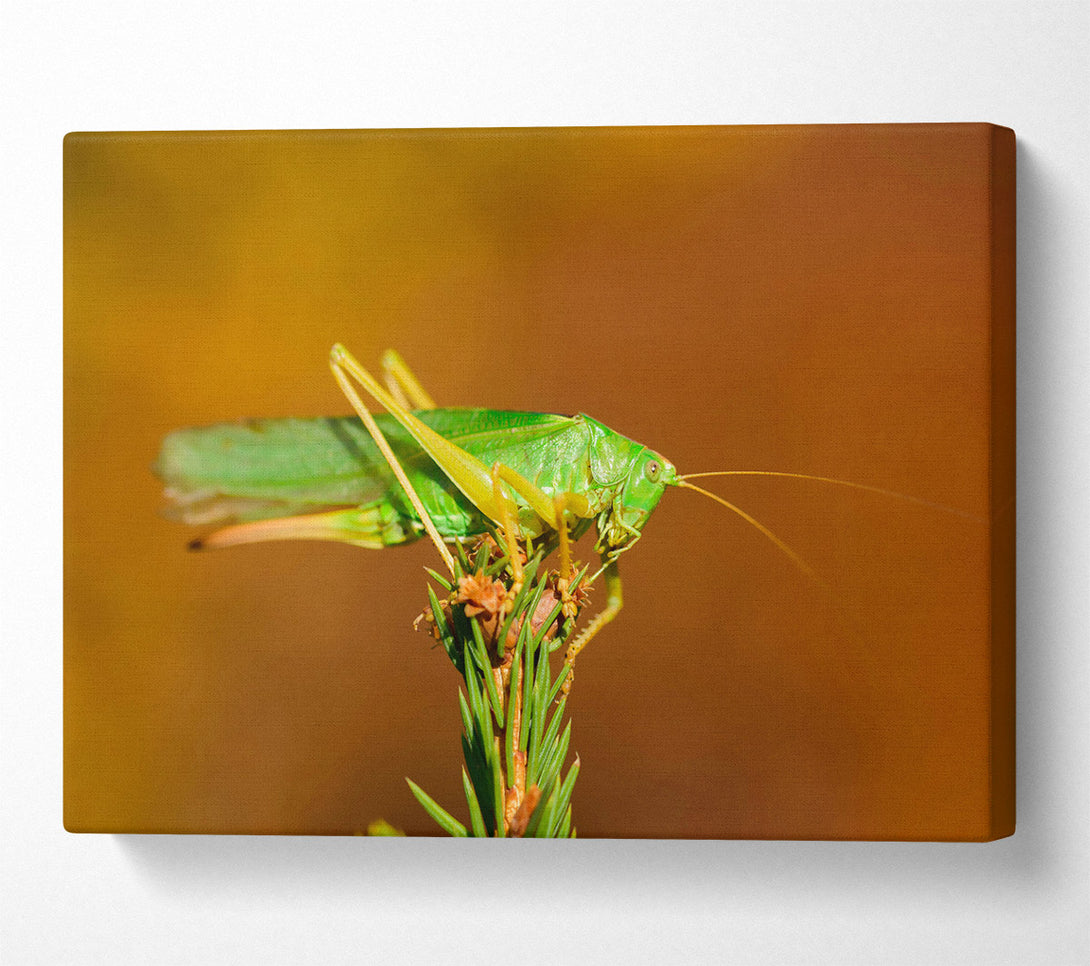  A Canvas Print of Green Grasshopper On Branch Canvas Art