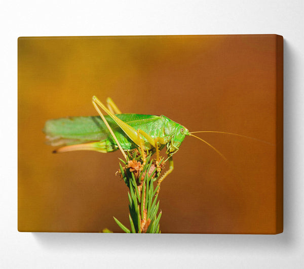  A Canvas Print of Green Grasshopper On Branch Canvas Art