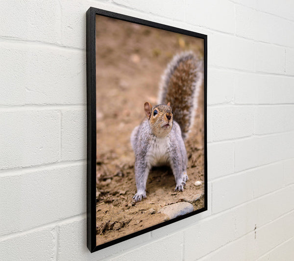 Gray Squirrel Curiosity