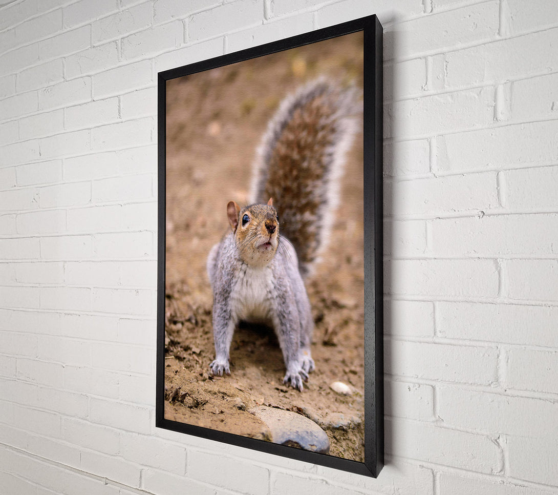 A Canvas Print of Gray Squirrel Curiosity Canvas Print