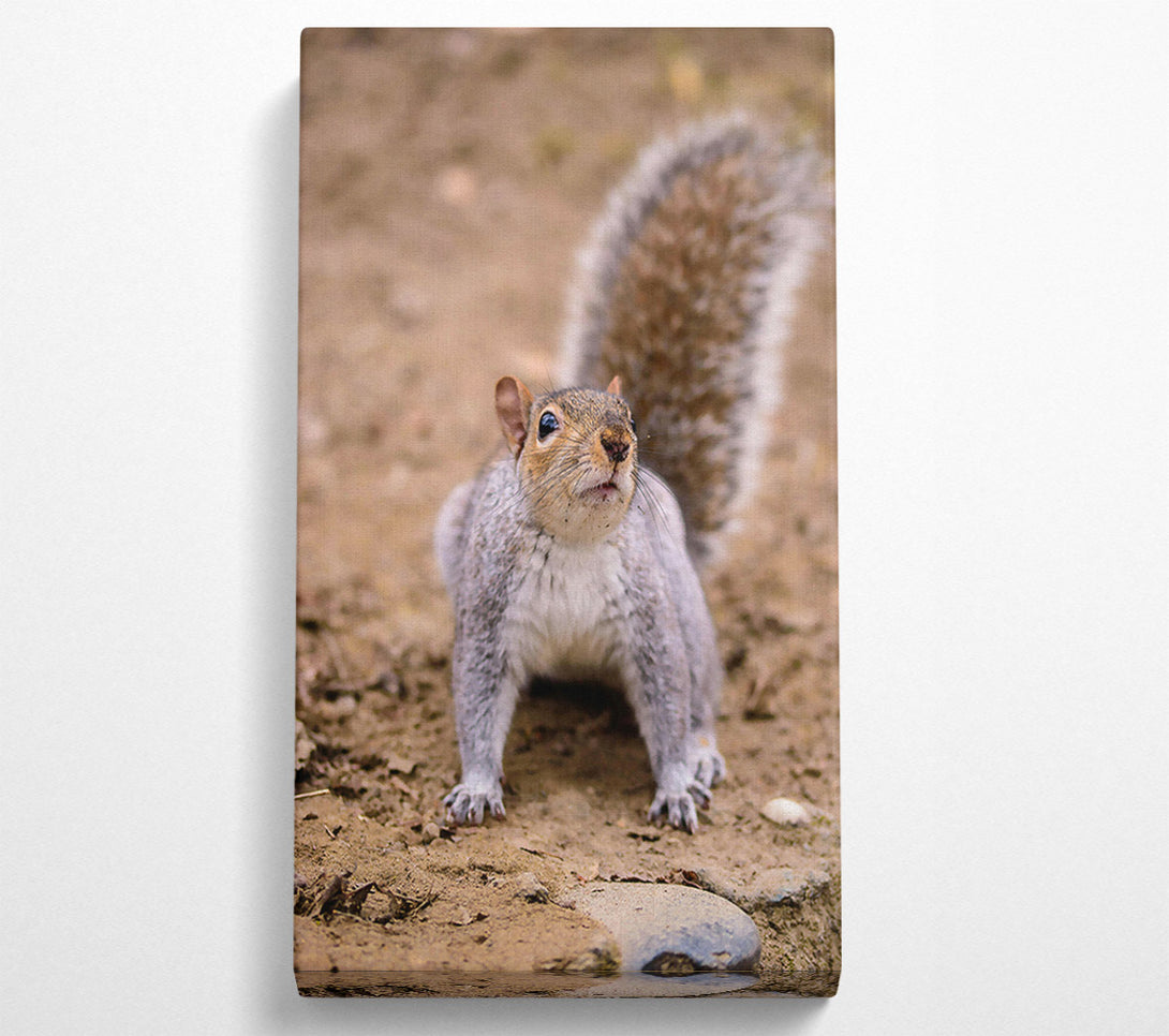  A Canvas Print of Gray Squirrel Curiosity Canvas Print