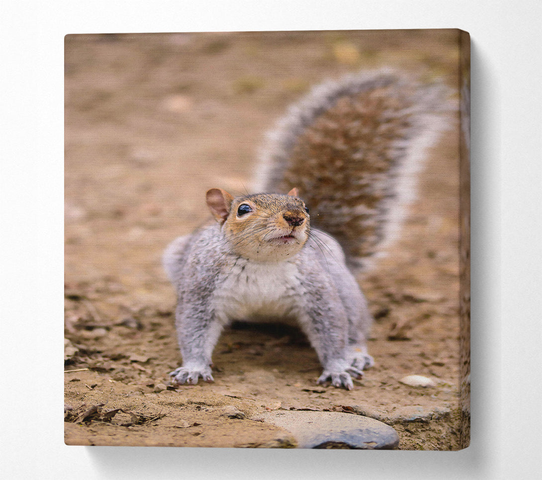 A Canvas Print of Gray Squirrel Curiosity Canvas Print