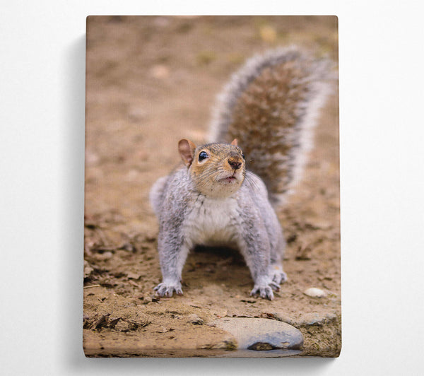  A Canvas Print of Gray Squirrel Curiosity Canvas Print