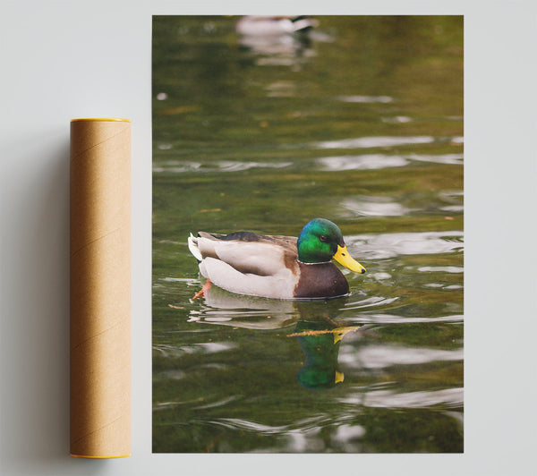 Green Duck On Water Print