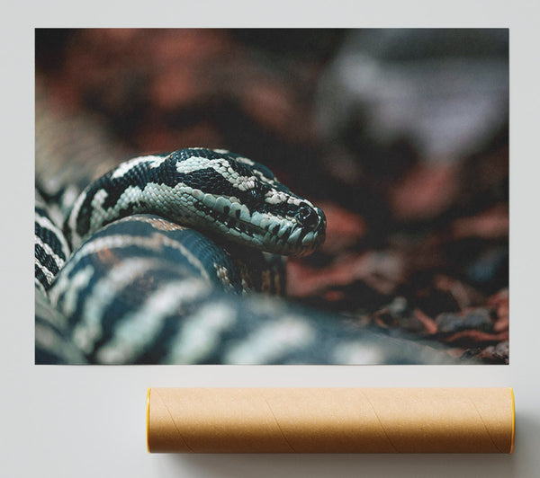 Black And White Python Giclee Print