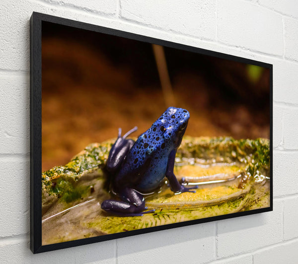 Azure Frog Pondside