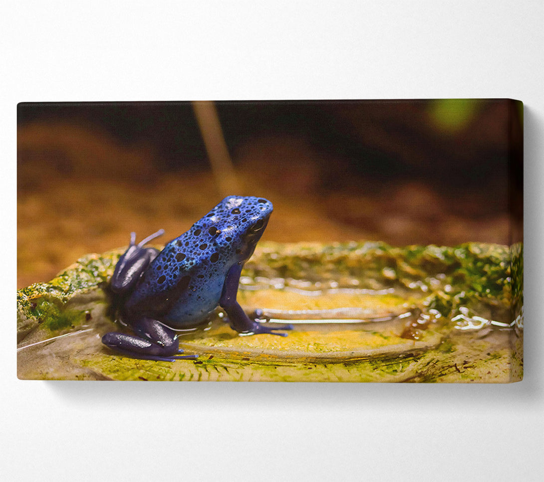  A Canvas Print of Azure Frog Pondside Canvas Art