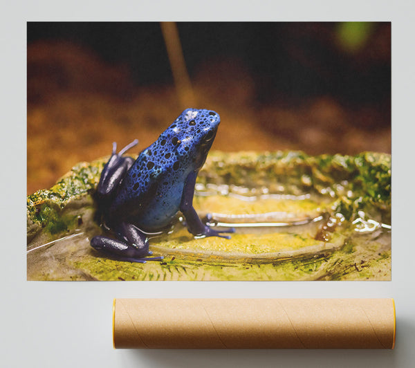 Azure Frog Pondside Print