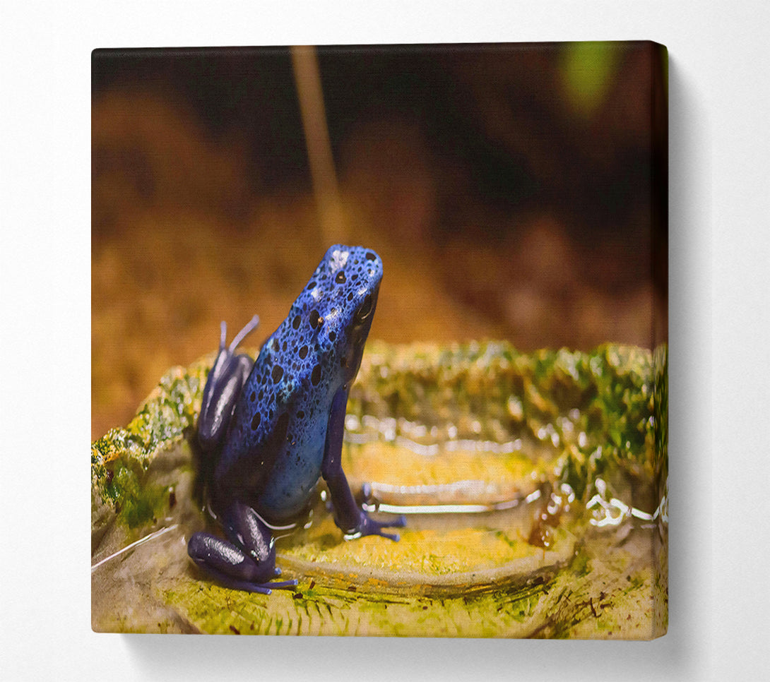  A Canvas Print of Azure Frog Pondside Canvas Art