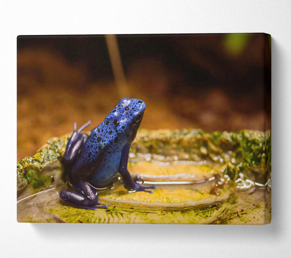  A Canvas Print of Azure Frog Pondside Canvas Art
