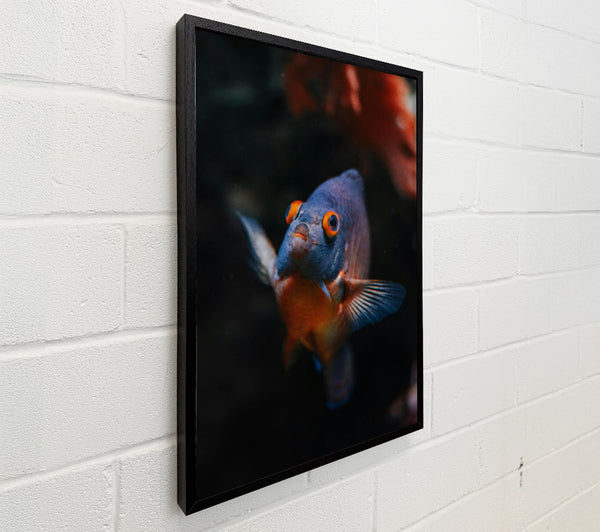 Blue Fish Stare