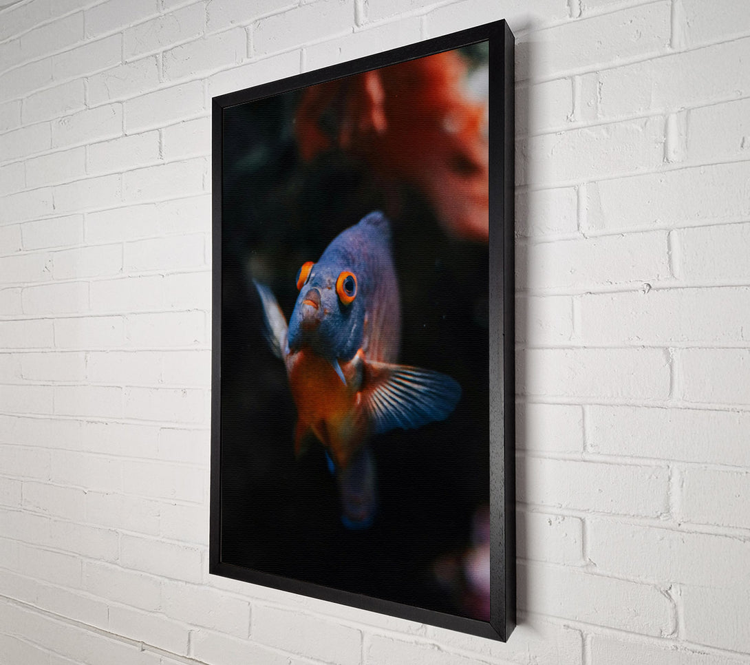  A Canvas Print of Blue Fish Stare Canvas Wall Art