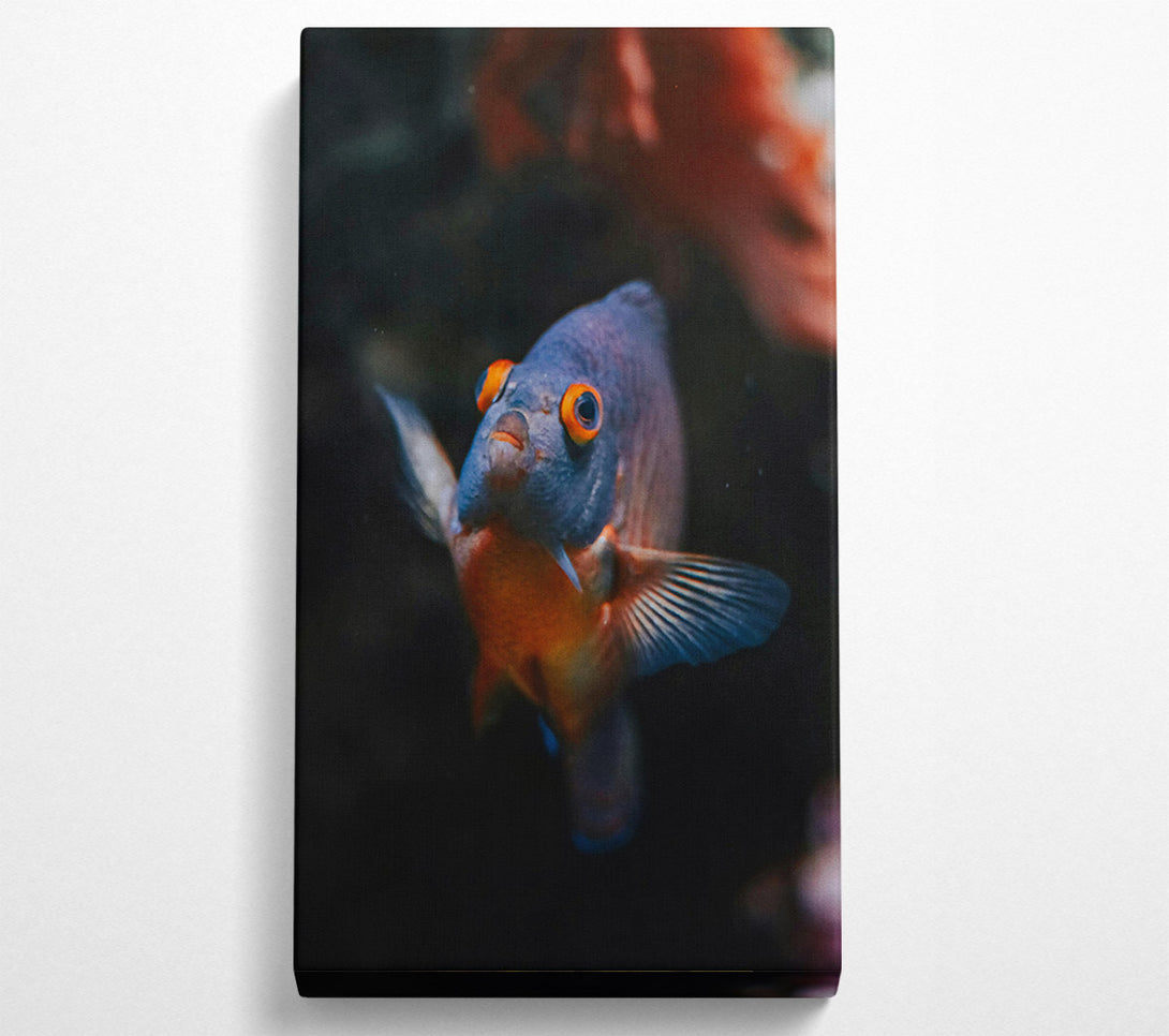  A Canvas Print of Blue Fish Stare Canvas Wall Art