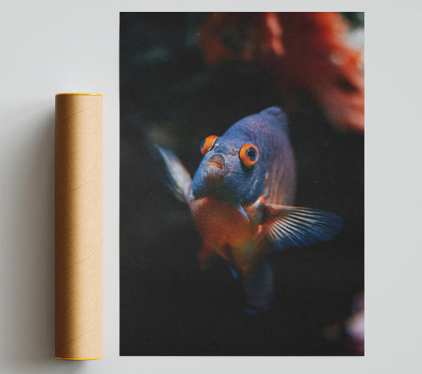 Blue Fish Stare Poster