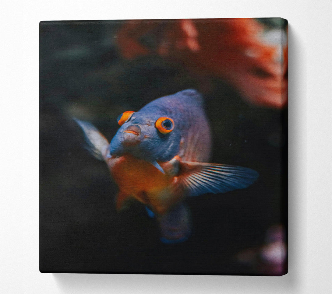  A Canvas Print of Blue Fish Stare Canvas Wall Art