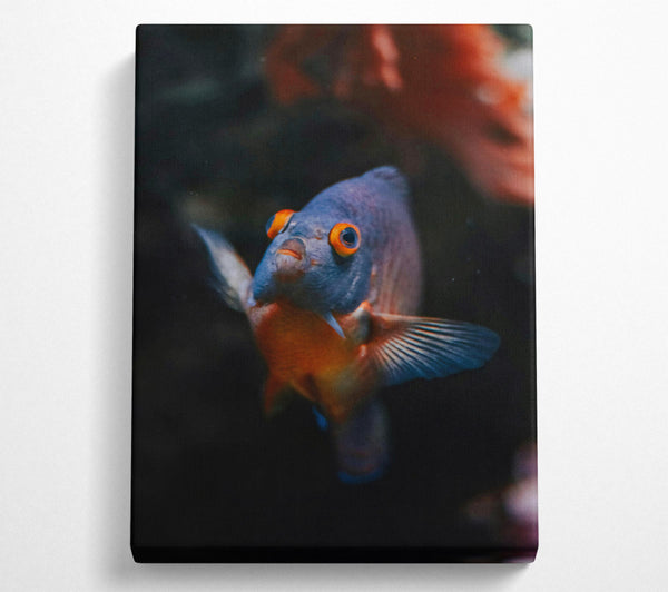  A Canvas Print of Blue Fish Stare Canvas Wall Art