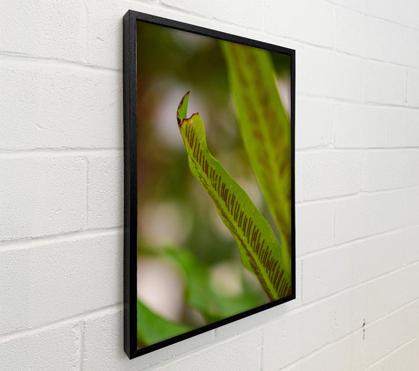 Green Fern Detail.