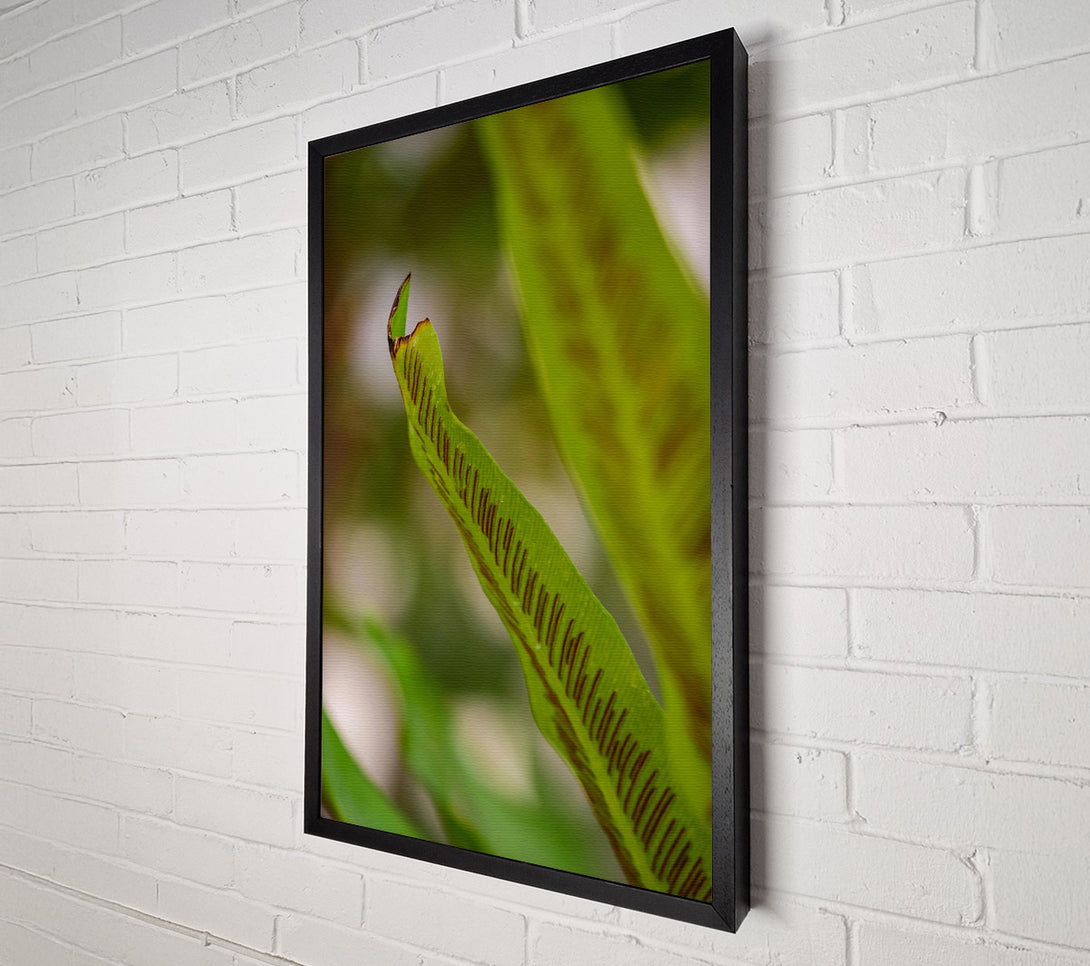  A Canvas Print of Green Fern Detail. Canvas Art