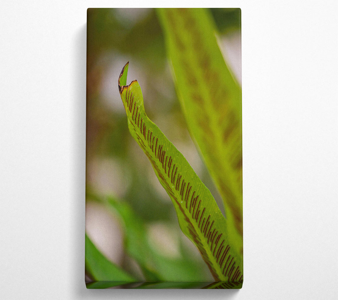  A Canvas Print of Green Fern Detail. Canvas Art