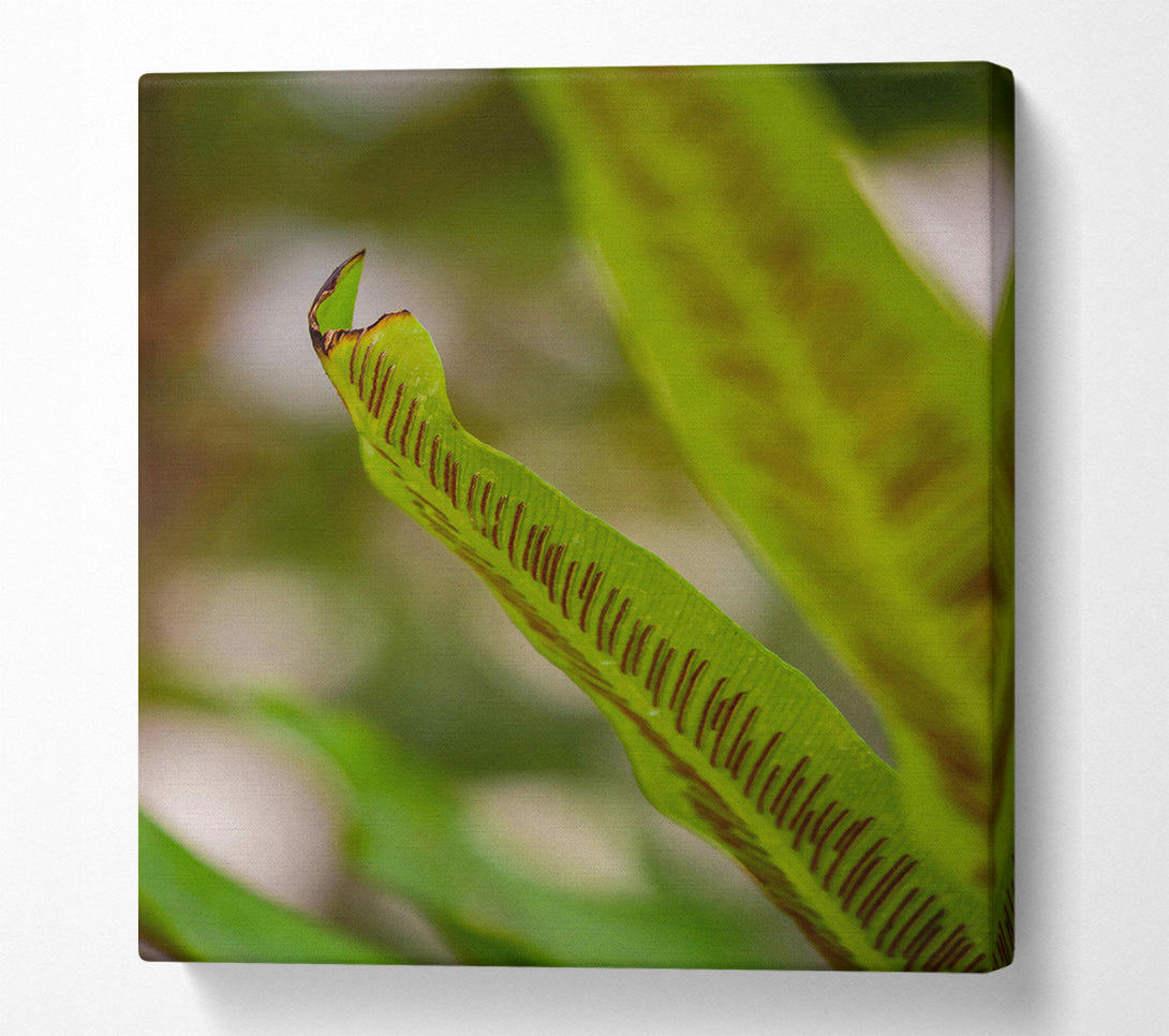  A Canvas Print of Green Fern Detail. Canvas Art