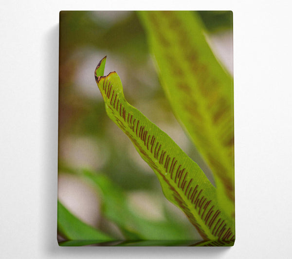  A Canvas Print of Green Fern Detail. Canvas Art