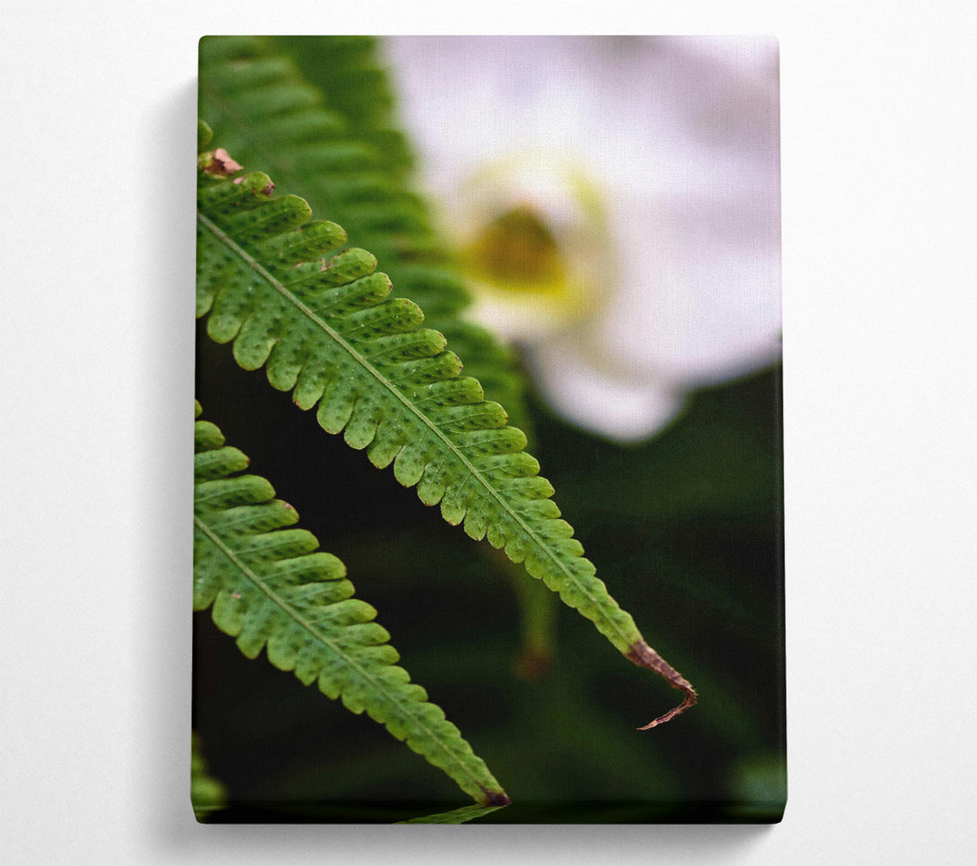  A Canvas Print of Emerald Fern Fronds Canvas Art