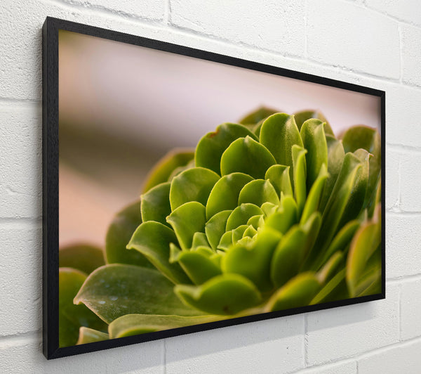 Emerald Succulent Spiral