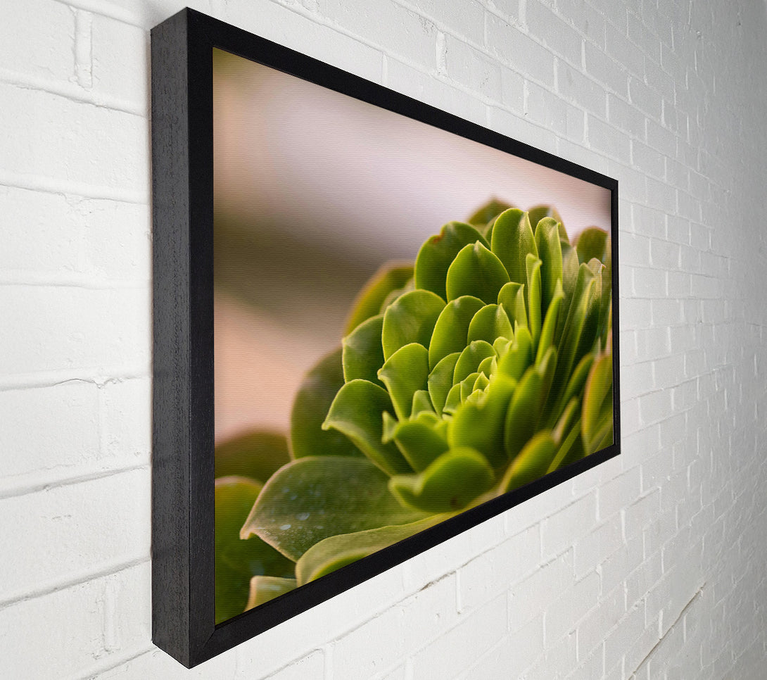  A Canvas Print of Emerald Succulent Spiral Canvas Print