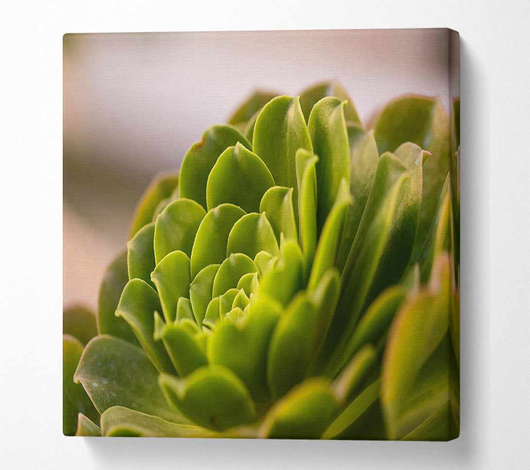  A Canvas Print of Emerald Succulent Spiral Canvas Print
